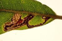 Stigmella salicis