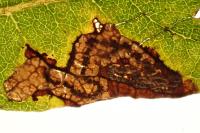 Stigmella salicis
