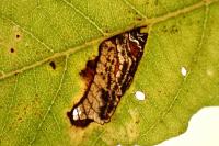 Stigmella salicis