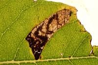 Stigmella salicis