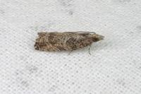 Acroclita subsequana