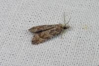 Acroclita subsequana