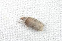 Agonopterix cnicella
