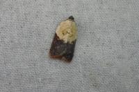 Acleris variegana