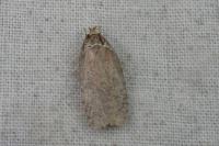 Agonopterix cnicella