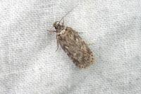 Depressaria