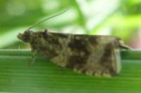 Celypha lacunana