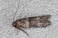 Hypatopa segnella
