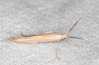 Coleophora wockeella/onopordiella