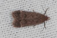 Anacampsis