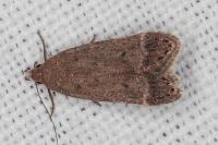 Anacampsis