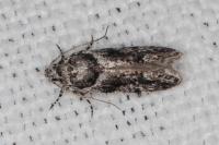 Recurvaria nanella