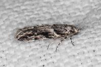Recurvaria nanella