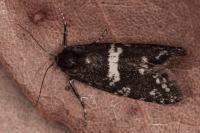 Penestoglossa gallica