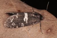 Penestoglossa gallica