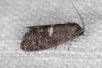 Penestoglossa gallica