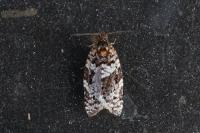Argyrotaenia ljungiana
