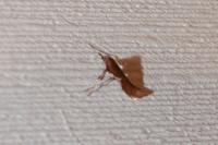 Caloptilia stigmatella
