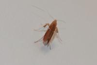 Caloptilia stigmatella
