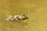 Cnephasia stephensiana