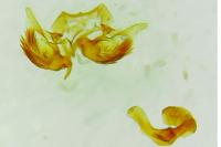 Cochylichroa atricapitana