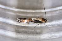Mompha divisella