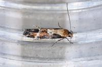 Mompha divisella