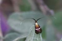 Adela australis
