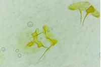 Clepsis consimilana