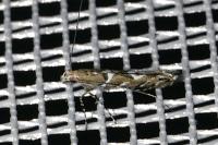 Acrocercops brongniardella