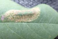Macrosaccus robiniella
