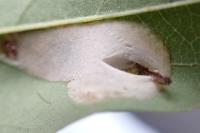 Macrosaccus robiniella