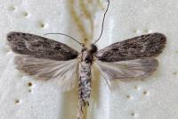 Depressaria badiella