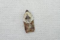 Acleris variegana