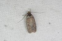 Agonopterix cnicella