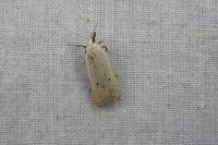 Nothris verbascella