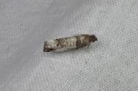 Notocelia incarnatana/mediterranea