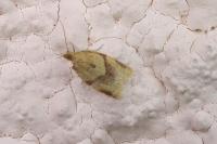 Clepsis consimilana