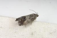Cydia splendana