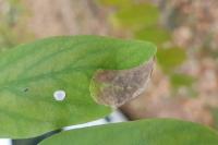 Macrosaccus robiniella