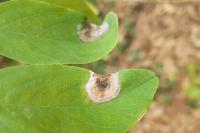 Macrosaccus robiniella