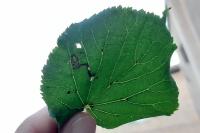 Stigmella tiliae