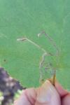 Stigmella microtheriella