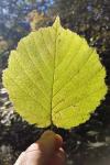 Stigmella microtheriella