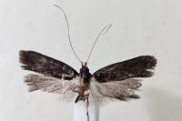 Homaloxestis briantiella