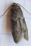 Blastobasis glandulella
