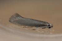 Ocnerostoma friesei