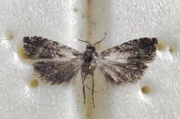 Cydia coniferana