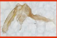 Adaina microdactyla