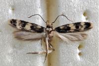 Oegoconia uralskella corsa